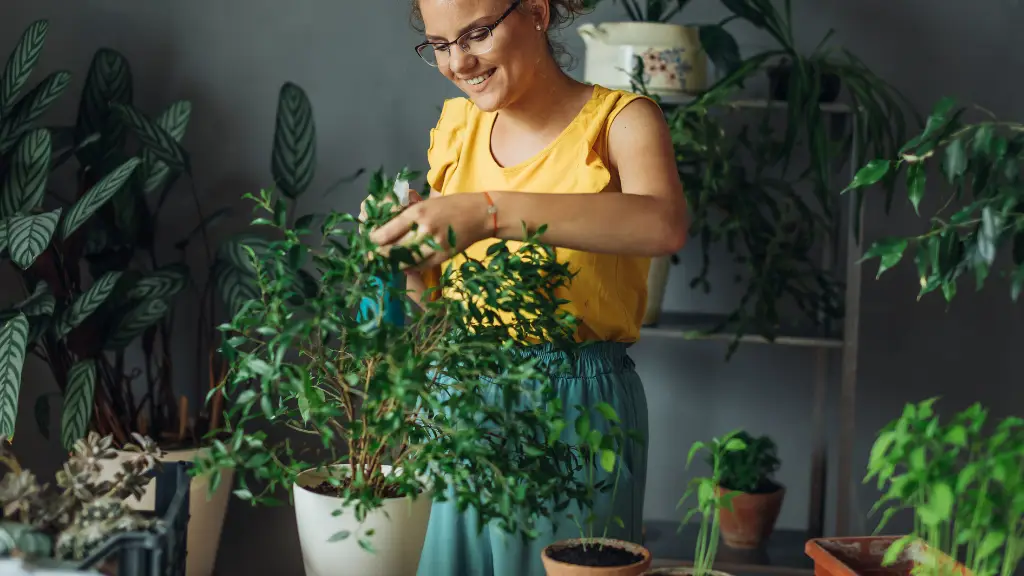 lady pruning a house plant